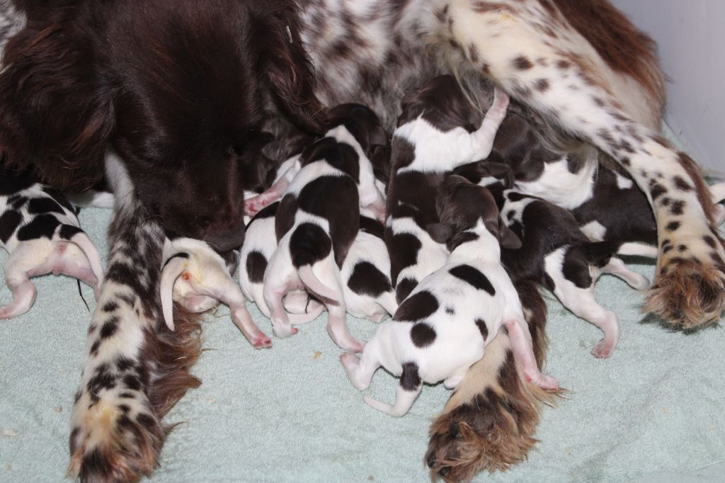 de la vallée de la Py - Chiots disponibles - Petit Epagneul de Münster