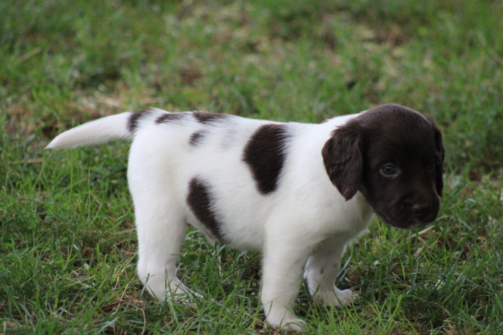 de la vallée de la Py - Chiots disponibles - Petit Epagneul de Münster