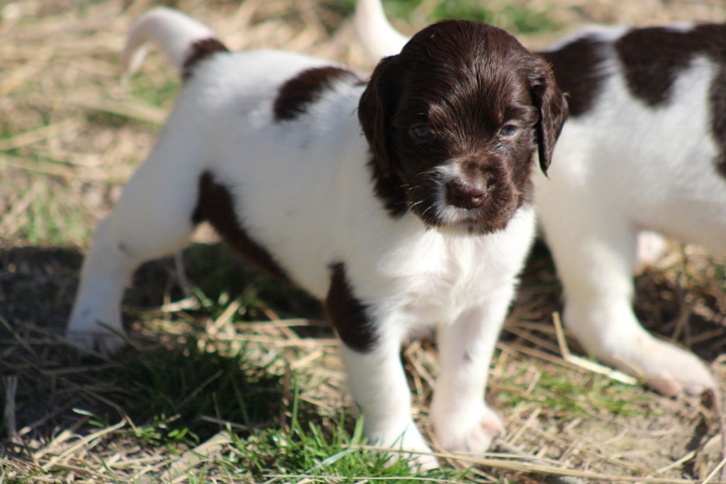 de la vallée de la Py - Chiots disponibles - Petit Epagneul de Münster