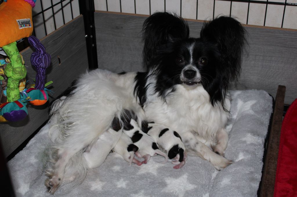 Chiot Epagneul nain Continental (Papillon) de la vallée de la Py