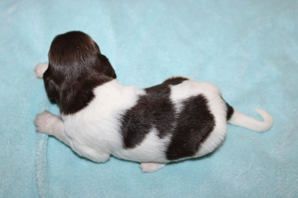 de la vallée de la Py - Chiots disponibles - Petit Epagneul de Münster