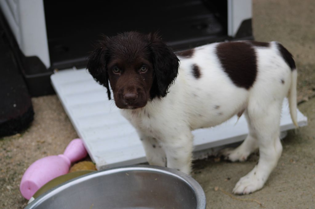 de la vallée de la Py - Chiots disponibles - Petit Epagneul de Münster