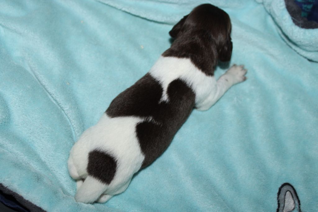 de la vallée de la Py - Chiots disponibles - Petit Epagneul de Münster