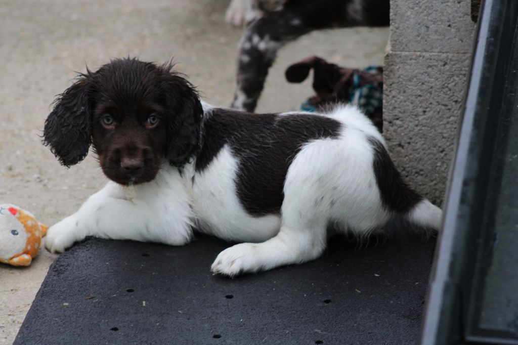 de la vallée de la Py - Chiots disponibles - Petit Epagneul de Münster