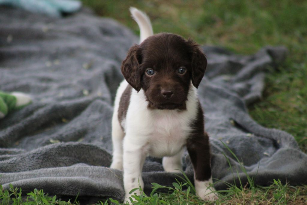 de la vallée de la Py - Chiots disponibles - Petit Epagneul de Münster