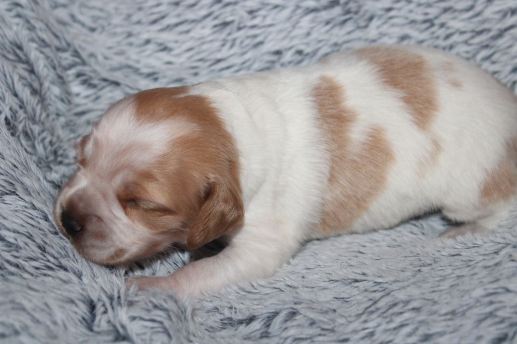 de la vallée de la Py - Chiots disponibles - Epagneul Breton